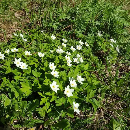 Koulukumpu Puutyoluokka Hostelli