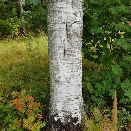 Koulukumpu Puutyoluokka * Vierema